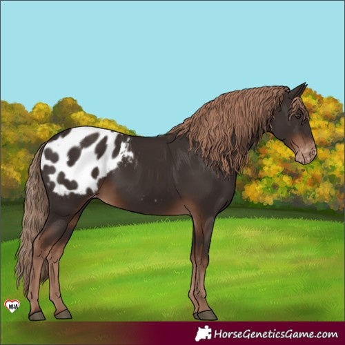 Horse Color:Liver Chestnut Blanket