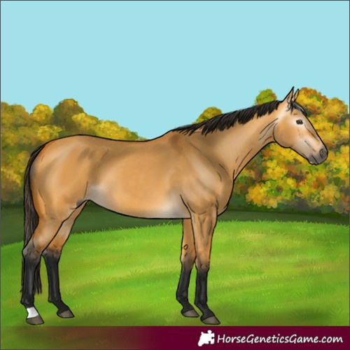 Horse Color:Gray Buckskin Dun 