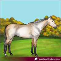 Horse Color:Gray Buckskin Dun 