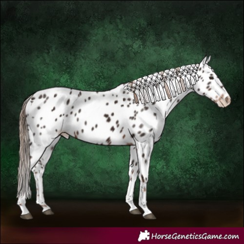 Horse Color:Liver Chestnut Tobiano Appaloosa 