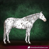 Horse Color:Liver Chestnut Tobiano Appaloosa