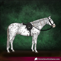Horse Color:Liver Chestnut Tobiano Leopard 