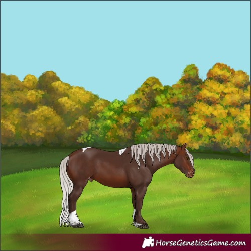 Horse Color:Silver Brown Tobiano Appaloosa