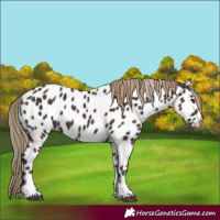 Horse Color:Liver Chestnut Tobiano Appaloosa 