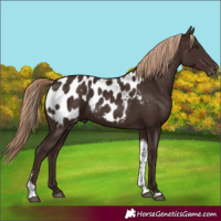 Horse Color:Liver Chestnut Tobiano Appaloosa 