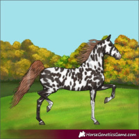 Horse Color:Liver Chestnut Tobiano Appaloosa