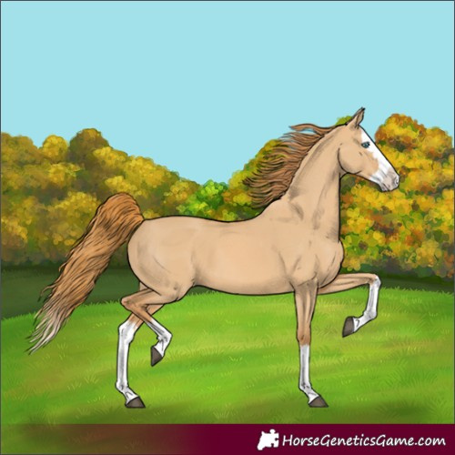 Horse Color:Red Dun Splash 