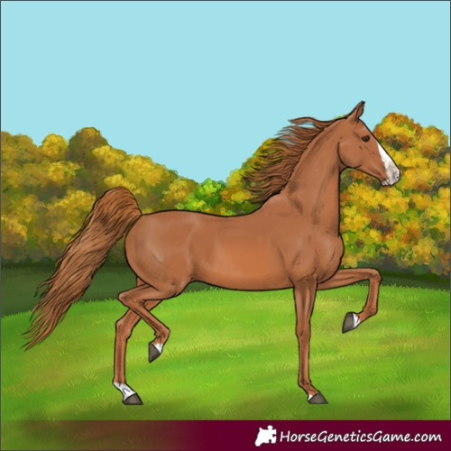 Horse Color:Chestnut Splash 