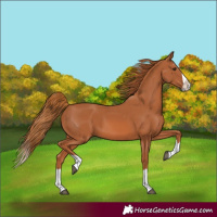 Horse Color:Chestnut Splash