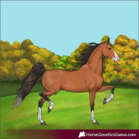Horse Color:Bay Splash 
