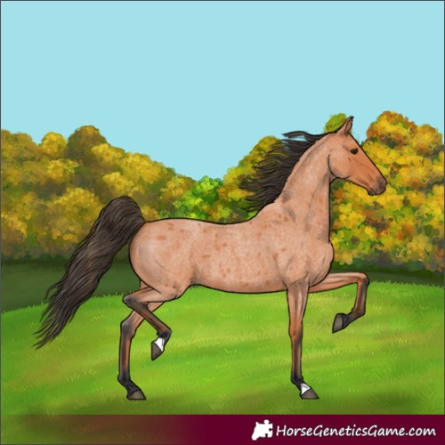Horse Color:Bay Roan 