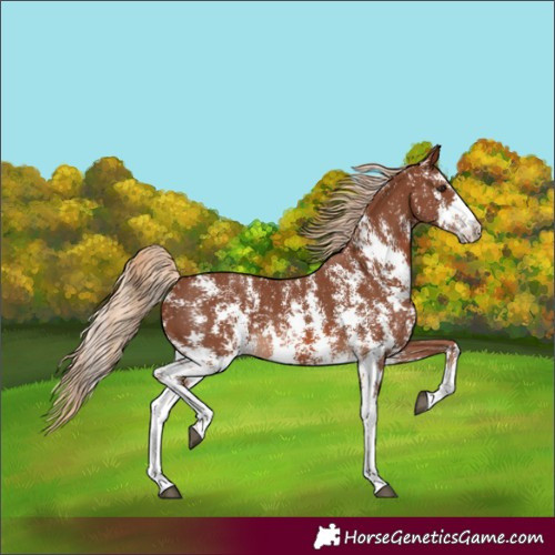 Horse Color:Chestnut Sabino