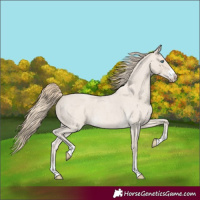 Horse Color:Smoky Creme Roan 
