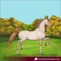 Horse Color:Red Roan Tobiano 