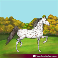 Horse Color:Bay Near Leopard 
