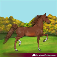 Horse Color:Chestnut Tobiano Rabicano 