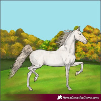 Horse Color:Smoky Creme Roan 