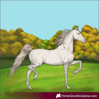 Horse Color:Smoky Creme Roan 