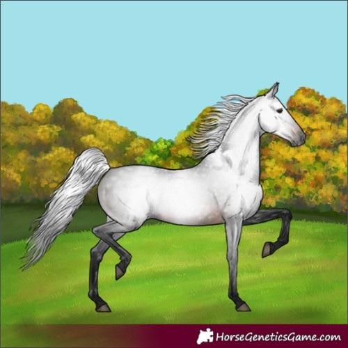 Horse Color:Gray Bay 