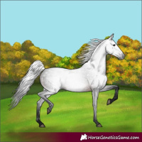 Horse Color:Gray Bay