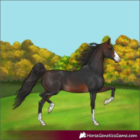 Horse Color:Brown 
