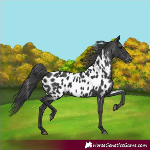 Horse Color:Black Appaloosa 