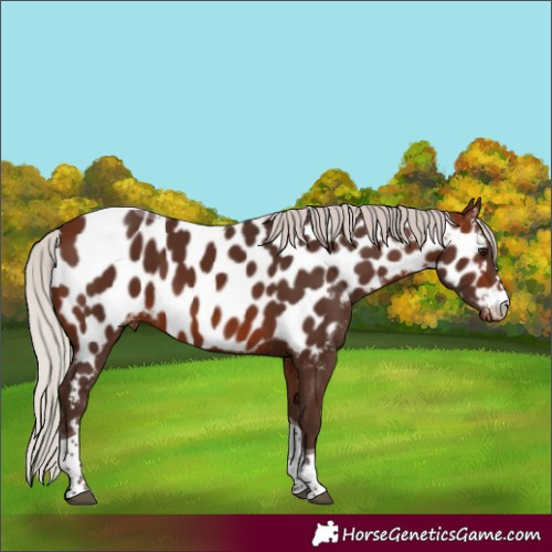 Horse Color:Silver Brown Tobiano Near Leopard 