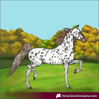 Horse Color:Liver Chestnut Tobiano Appaloosa 