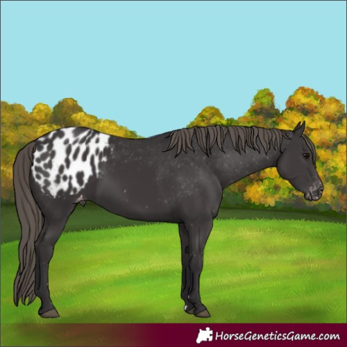 Horse Color:Smoky Black Appaloosa 