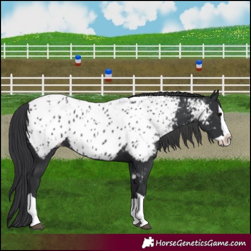 Horse Color:Black Splash Appaloosa 