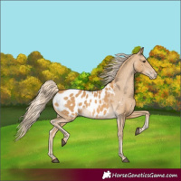 Horse Color:Palomino Appaloosa 