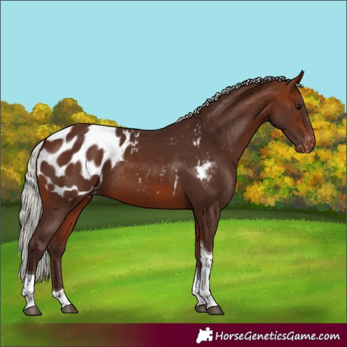 Horse Color:Silver Bay Tobiano Appaloosa