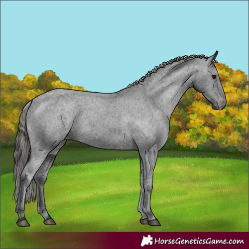 Horse Color:Black Appaloosa Rabicano 