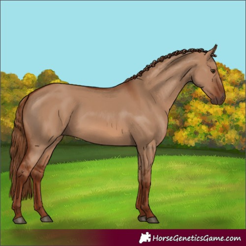Horse Color:Red Dun 