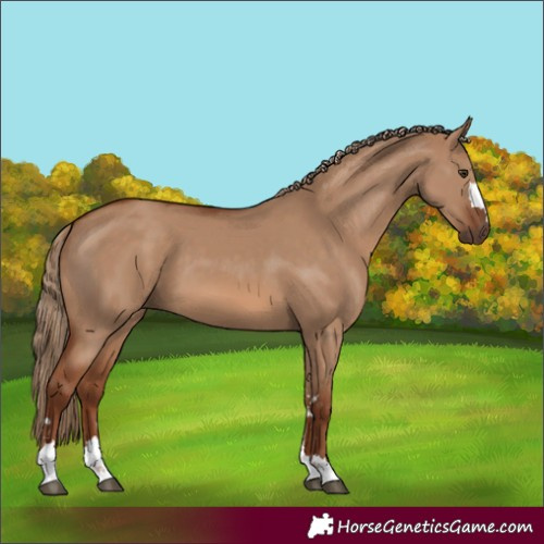Horse Color:Red Dun 