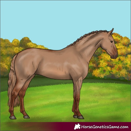 Horse Color:Red Dun 