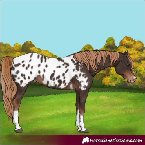 Horse Color:Liver Chestnut Tobiano Appaloosa 