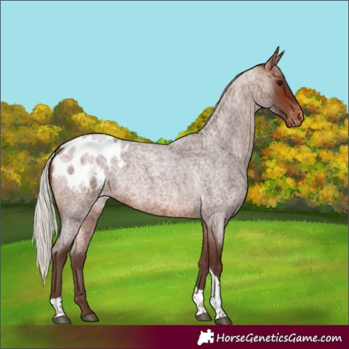 Horse Color:Silver Bay Roan Tobiano Blanket 