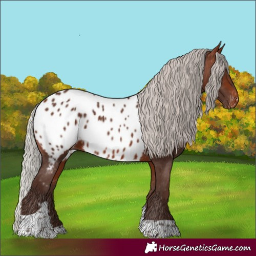 Horse Color:Silver Bay Tobiano Appaloosa 