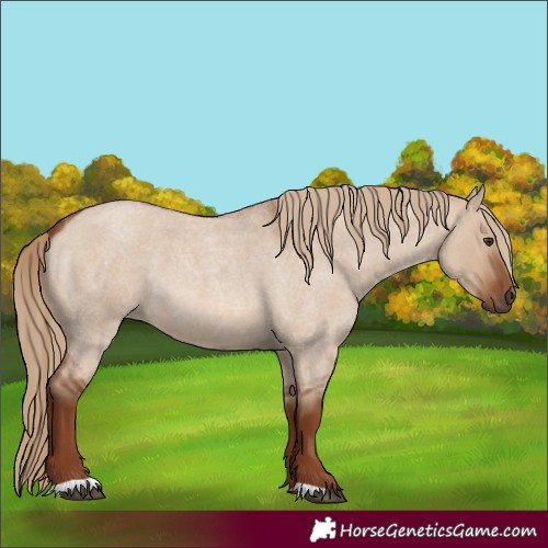 Horse Color:Red Dun Roan 