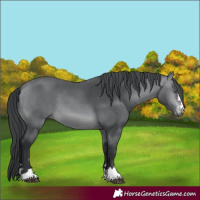 Horse Color:Brown Chinchilla 