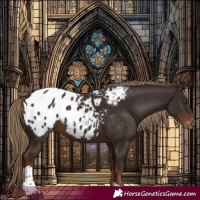 Horse Color:Liver Chestnut Tobiano Blanket