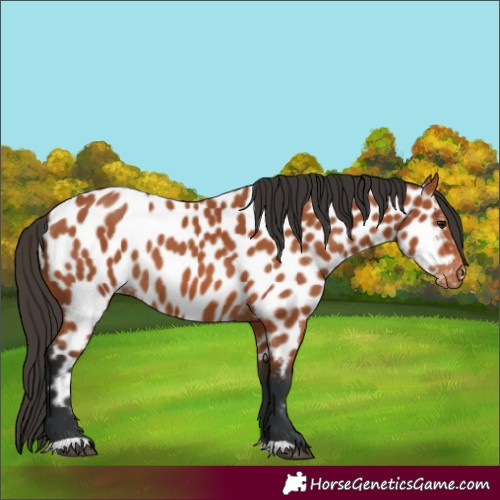 Horse Color:Bay Appaloosa 