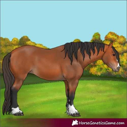 Horse Color:Bay 