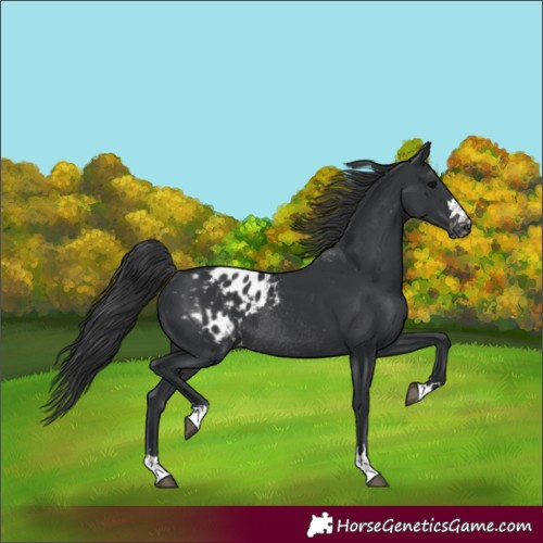 Horse Color:Black Appaloosa Rabicano 