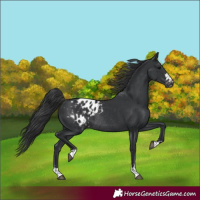 Horse Color:Black Blanket Rabicano 
