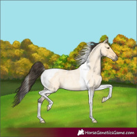 Horse Color:Buckskin Roan Dun Tobiano 