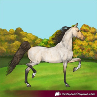 Horse Color:Buckskin Roan Dun Tobiano 