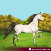 Horse Color:Buckskin Roan Dun Tobiano