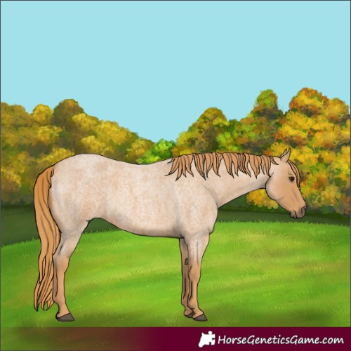 Horse Color:Red Roan 